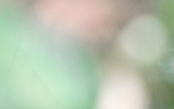 La salvia blanca puede ayudarte a eliminar la mala energía de tu hogar.