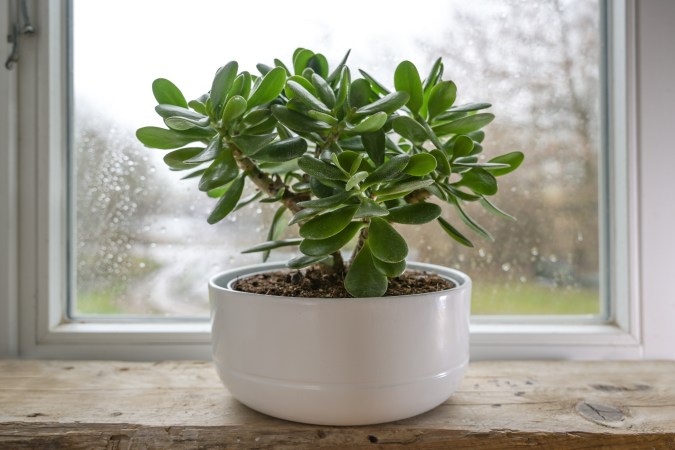 Jade es una planta que atrae el dinero, según el Feng Shui.