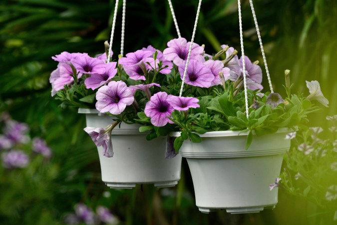 Usa petunias para decorar el balcón de tu hogar.