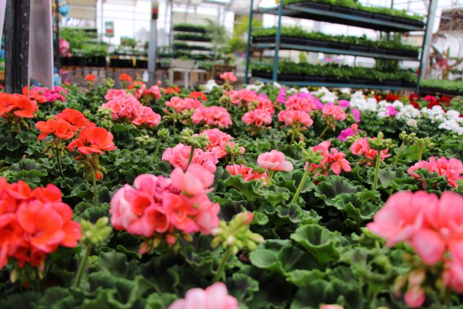 Usa plantas de geranio para decorar el balcón de tu hogar.