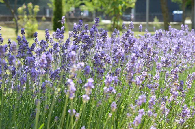 Usa la lavanda para decorar el balcón de tu hogar.