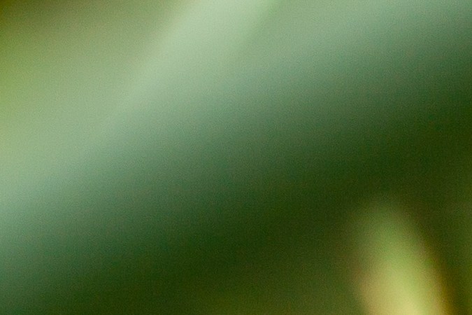 Las lenguas de suegra deben exponerse al sol indirectamente durante gran parte del día