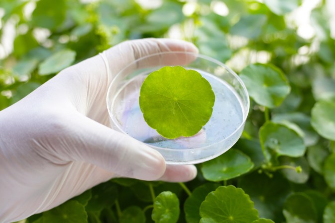 La centella asiática es un componente muy usado en la industria de la salud y la cosmética.