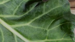 Consume biotina a través de alimentos para impulsar tu belleza.