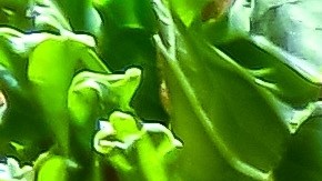 La vitamina C debe formar parte de tu alimentación a través de las frutas.