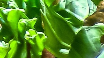 La vitamina C debe formar parte de tu alimentación a través de las frutas.