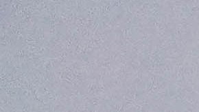 Hidrata tu cabello para mantener su aspecto saludable.