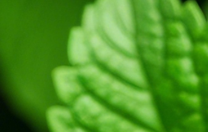 La hierbabuena le aporta un aroma fresco a los hogares.