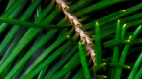 Celebra el año nuevo con rituales para atraer la abundancia.