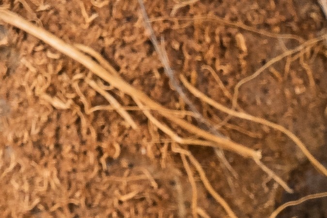 Los pescados grasos son ricos en nutrientes para el organismo.