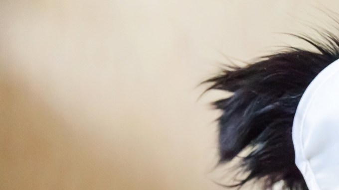 El estrés y la ansiedad son las principales causas del insomnio en mascotas.