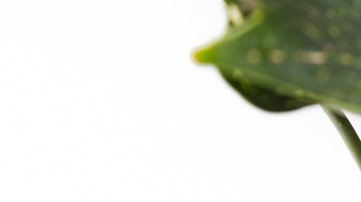 café en plantas