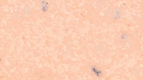 moscas de baño