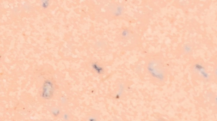 moscas de baño