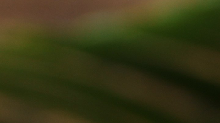 Aceite de coco y café